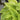 Hosta Fragrant Bouquet