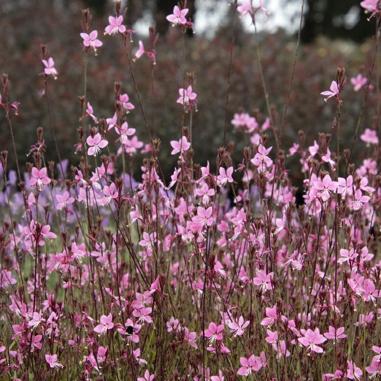 Gaura 'Dark Rose'