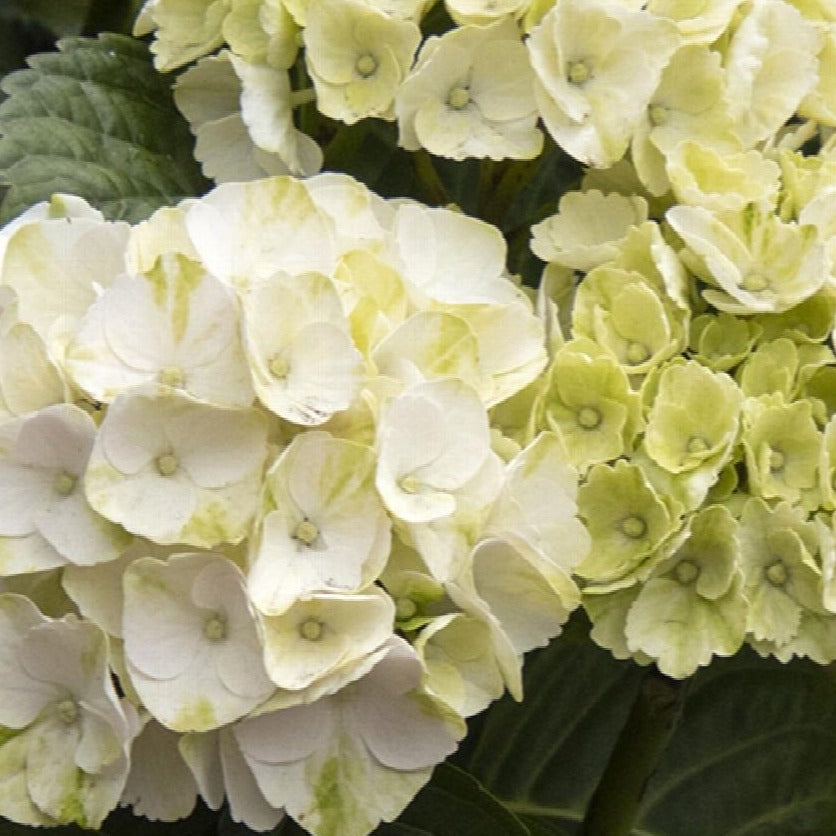 Hydrangea 'Cape Lookout'