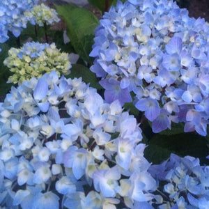 Hydrangea 'Blue Enchantress'