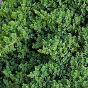 Juniper procumbens 'Nana'