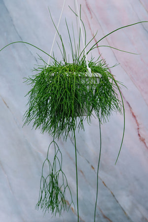 Rhipsalis baccifera