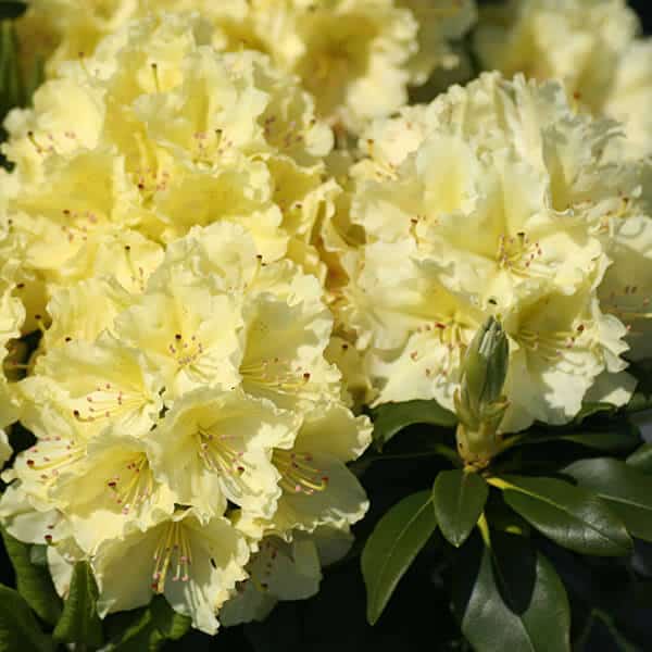 Rhododendron ‘Capistrano’