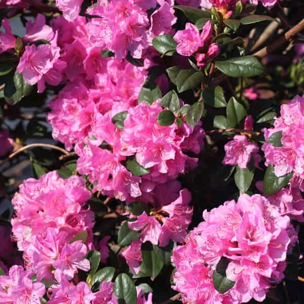 Rhododendron Olga Mezitt