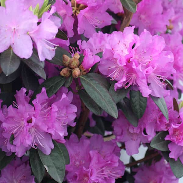 Rhododendron ‘PJM Regal’