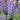 Nepeta 'Cat's Pajamas' (Catmint Hybrid)