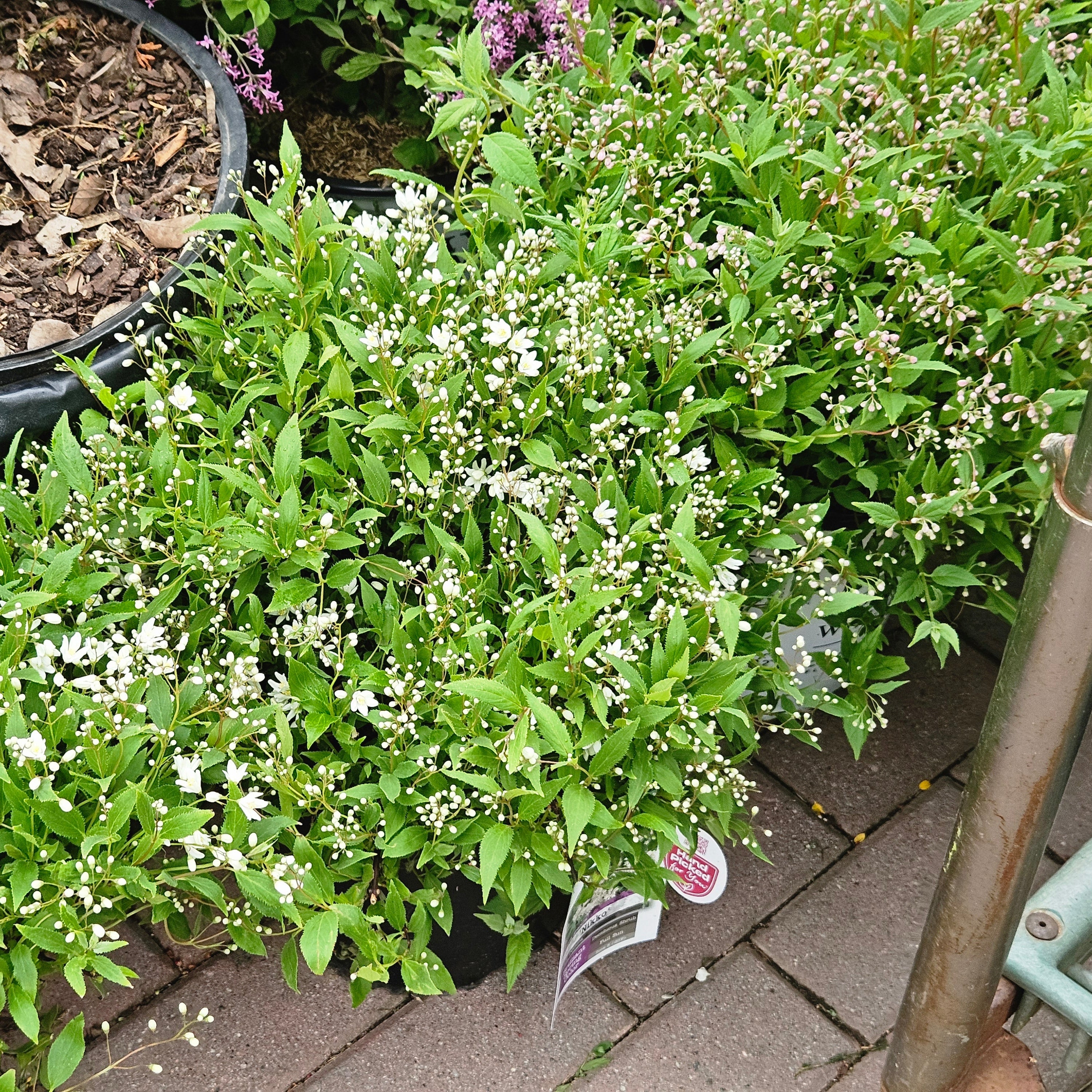 Overdevest Deutzia Nikko - Thumbnail 3