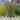 Ornamental Grass: Panicum Prairie Winds® 'Apache Rose' (Switch Grass)