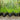 Pennisetum 'Hameln' (Dwarf Fountain Grass)