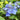 Hydrangea macrophylla Endless Summer® 'Pop Star™' (Mophead Hydrangea)