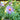 Aster 'Raydon's Favorite' (Aromatic Aster)