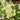 Alcea 'Spring Celebrities™ Lemon' (Hollyhock)
