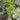 Lindera benzoin (Northern Spicebush)