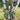 Betula (Paper Birch Clump Tree)