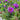 Aster 'Purple Dome' (New England Aster)