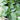 Hosta Shadowland® 'Above the Clouds' (Hosta hybrid)