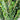 Ilex Crenata 'Sky Pencil' (Japanese Holly) GRL