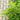 Fargesia rufa (Hardy Clumping Bamboo)