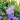 Aster 'Raydon's Favorite' (Aromatic Aster)