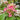 Hydrangea paniculata 'Little Quick Fire®'