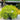 Chamaecyparis pisifera 'King's Gold' (False Cypress) gold mop