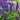Salvia 'Violet Profusion'