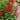 Lobelia Starship™ 'Deep Rose' (Cardinal Flower)
