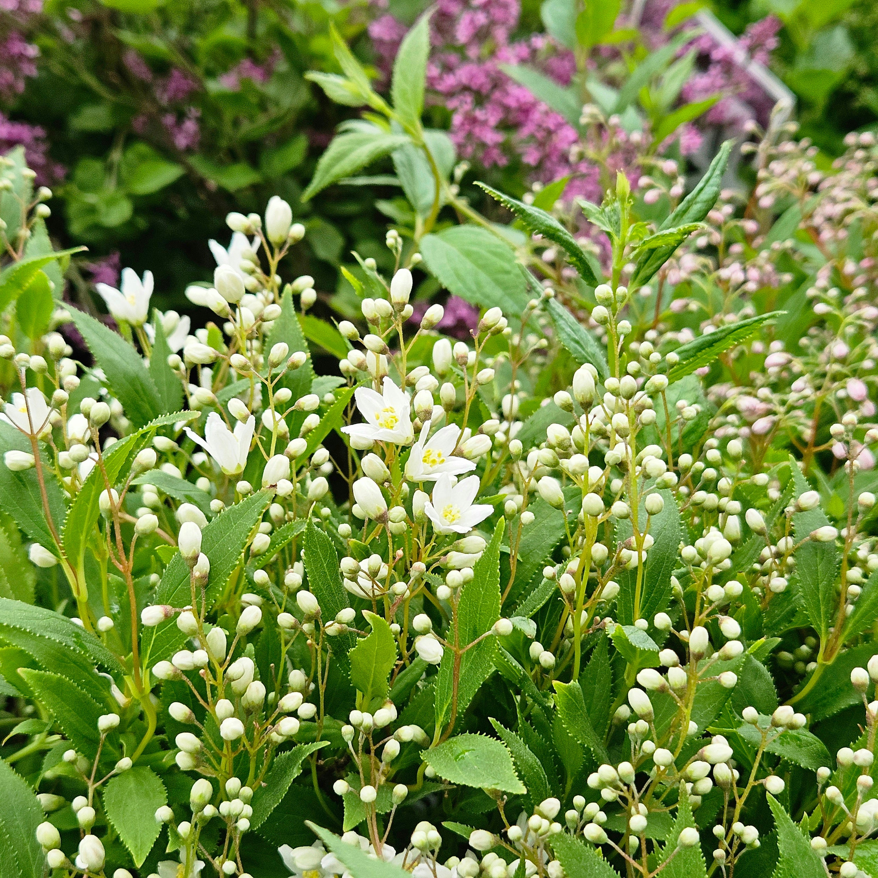 Overdevest Deutzia Nikko - Thumbnail 2