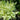 Cornus 'Ivory Halo' (Red Twig Dogwood)