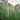 Ornamental Grass: Muhlenbergia 'White Cloud' (Muhly Grass)