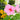Hibiscus moscheutos (Swamp Rose Mallow)