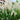 Ornamental Grass: Pennisetum 'Little Bunny' (Dwarf Fountain)