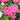 Rosa 'Double Knock Out® Pink' (Shrub Rose)