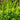 Buxus Baby Gem™ (Boxwood- Hedge Box)