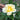 Rosa 'Sunny Knock Out®' (Shrub Rose)