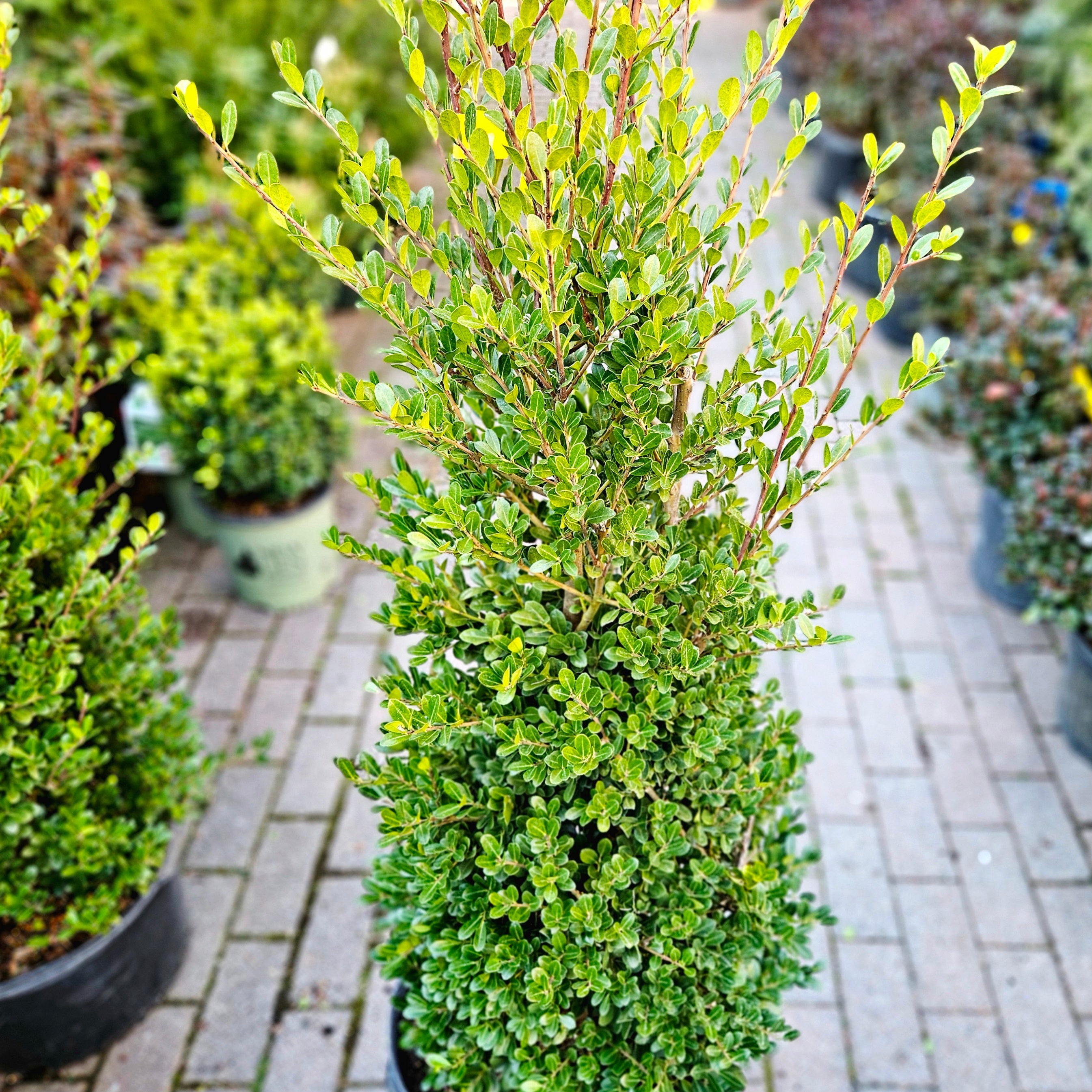 holly様B2500セット Ilex crenata 'Schwoebel' (Upright Japanese Holly) – Chelsea Garden