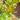Packera aurea (Golden Groundsel)