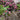 Helleborus x HGC® Ice N' Roses® 'Merlot' (Snow / Lenten Rose)