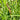Ornamental Grass: Panicum 'Shenandoah' (Switch Grass)