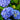 Hydrangea macrophylla Let's Dance® 'Rhythmic Blue' (Mophead Hydrangea) ESC