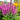 Salvia 'Pink Profusion' (Meadow Sage) QUT