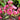 Crape Myrtle Double Dynamite® (Lagerstroemia)
