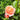 Rosa 'Mother of Pearl™' (Grandiflora Rose)