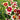 Coreopsis Designer Threads™'Creamy Calico' (Threadleaf Coreopsis) OVD