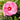 Hibiscus Summerific® 'Spinderella' (Rose Mallow)