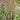 Ornamental Grass: Panicum Prairie Winds® 'Apache Rose' (Switch Grass)