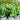 Eupatorium perfoliatum (Common Boneset)