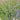 Ornamental Grass: Panicum Prairie Winds® 'Apache Rose' (Switch Grass)