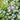 Lamium purple dragon
