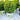 Buxus NewGen® 'Freedom' (Boxwood)